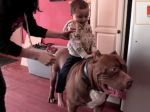 Video: Tréning najväčšieho pitbulla na svete