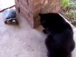 Video: Korytnačka vs. mačka