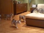 Video: Ako sa hrá psia mama so šteniatkami