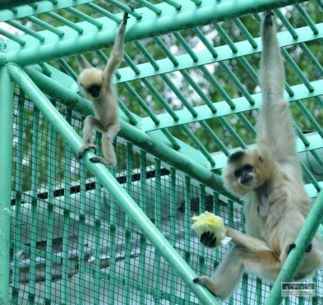 Bojnická ZOO sa teší prírastkom, má aj dvojičky kosmáčov