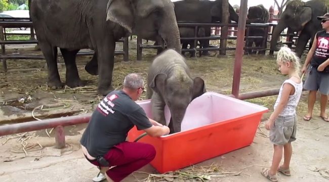 Krásne video: Sloníča si užíva kúpeľ
