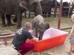 Krásne video: Sloníča si užíva kúpeľ