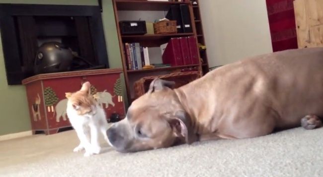 Video: Keď mačka pokúša psa