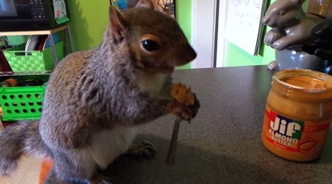 Video: Ako si vie pochutnávať veverička