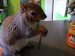 Video: Ako si vie pochutnávať veverička