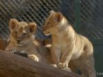 Leví súrodenci vyšli prvýkrát von, v bojnickej zoo ich čakajú krstiny