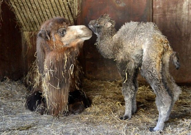 V Košiciach sa narodilo mláďa ťavy dvojhrbej