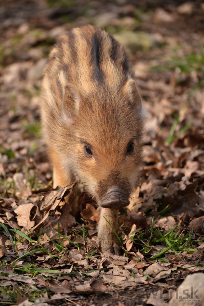 Bratislavská zoo má vzácne prírastky, prvé po 20 rokoch