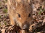 Bratislavská zoo má vzácne prírastky, prvé po 20 rokoch