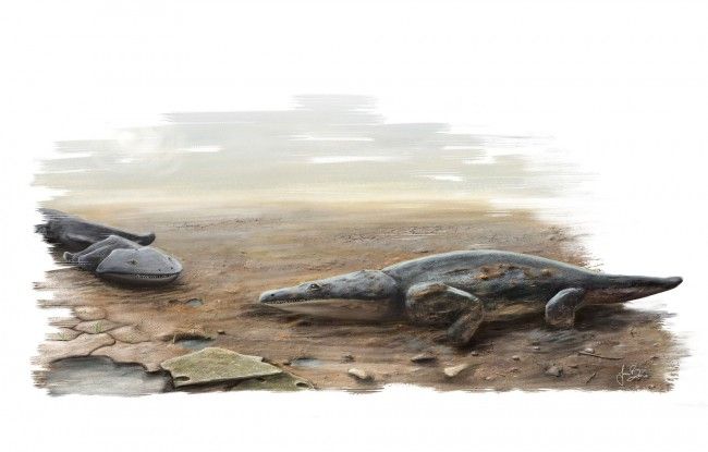 Vedci objavili fosílne zvyšky nového živočíšneho druhu