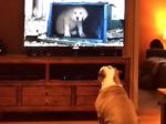 Video: Najobľúbenejšia psia reklama