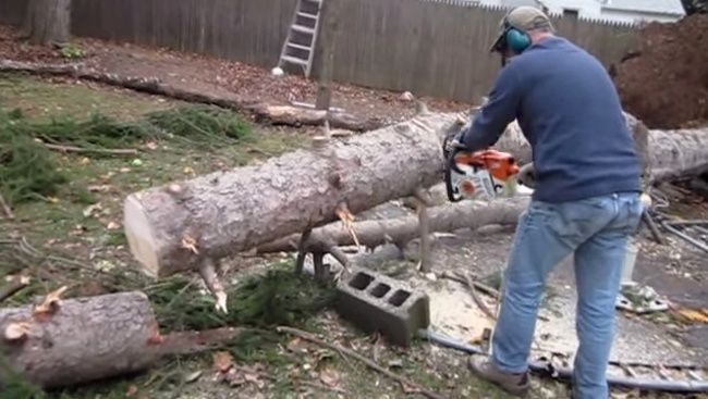Video: Zázračný strom alebo (ne)šikovný pilčík?
