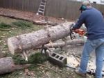 Video: Zázračný strom alebo (ne)šikovný pilčík?