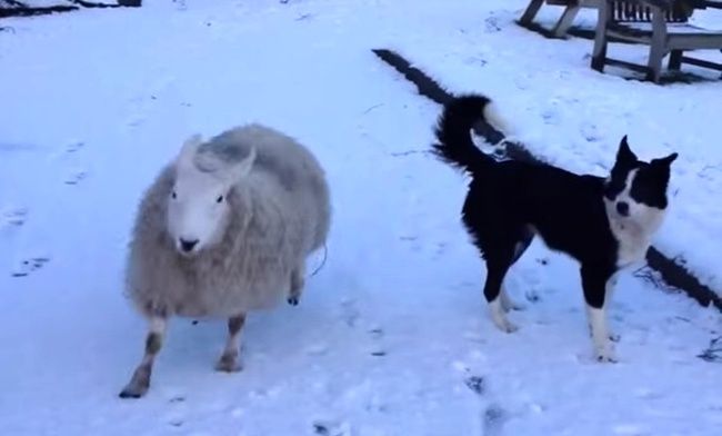 Video: Keď si ovečka myslí, že je pes