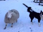 Video: Keď si ovečka myslí, že je pes