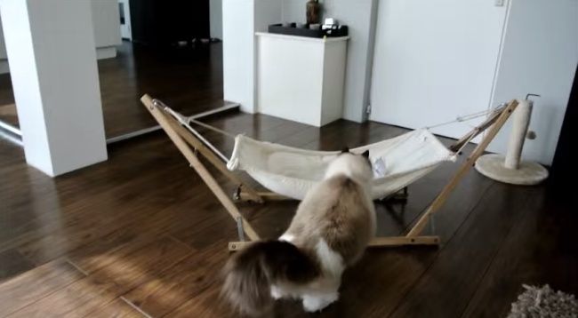 Video: Mačka a hojdacia sieť. Ako to skončí?