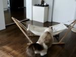 Video: Mačka a hojdacia sieť. Ako to skončí?