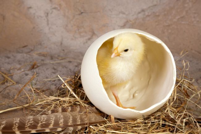 V košickej ZOO si na Veľkú noc návštevníci porovnajú vajcia