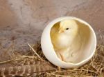 V košickej ZOO si na Veľkú noc návštevníci porovnajú vajcia