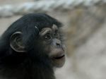 Video: Šimpanz zrazil konárom dron nad svojou klietkou