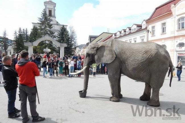 Slonica Sonia sa prechádzala po Poprade, pozývala do cirkusu