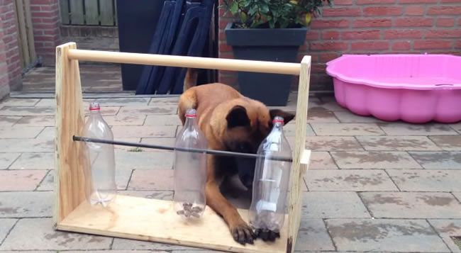 Video: Zabavte vášho psíka touto milou hrou