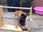 Video: Zabavte vášho psíka touto milou hrou