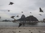 Z olympijskej zátoky v Riu vylovili 37 ton mŕtvych rýb