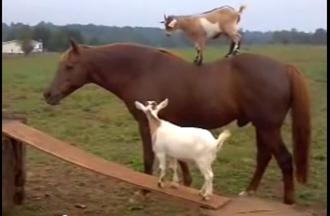 Video: Kozy akrobatky