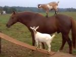 Video: Kozy akrobatky