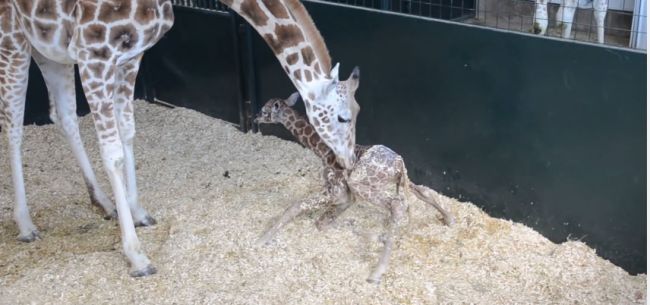 Video: Malá žirafa robí svoje prvé kroky