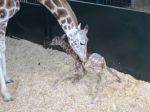 Video: Malá žirafa robí svoje prvé kroky