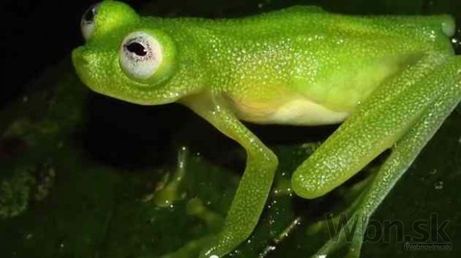 Video: Na Kostarike objavili nový druh priehľadnej žaby