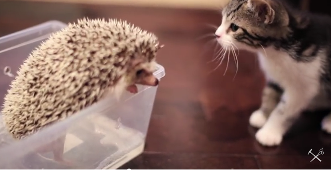 Video: Ako vyzerá zoznámenie mačky s ježkom?