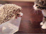 Video: Ako vyzerá zoznámenie mačky s ježkom?