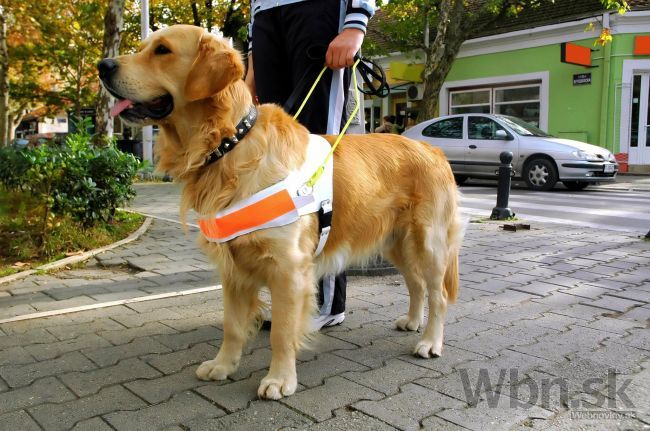 Posledná aprílová streda je venovaná vodiacim psom