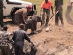 Video: Záchranna päťdňového sloníka