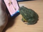 Video: Žaba loví muchy na obrazovke
