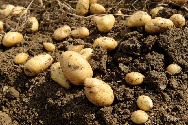 Väčšina potravín v marci medziročne zlacnela, zemiaky o vyše 40 %