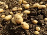 Väčšina potravín v marci medziročne zlacnela, zemiaky o vyše 40 %