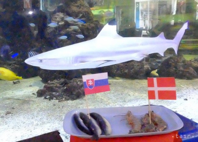 Žralok Tomáš a Marián predpovedali výsledok Slovákov proti Dánsku