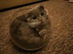 Video: Mačka sa zmestí všade