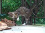 Video: Mačka spoznáva srnčeka