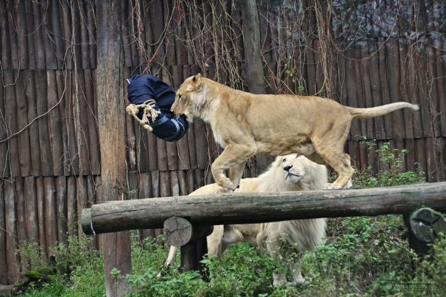 ZOO Bratislava zaplnia masky, zažije festival maskotov