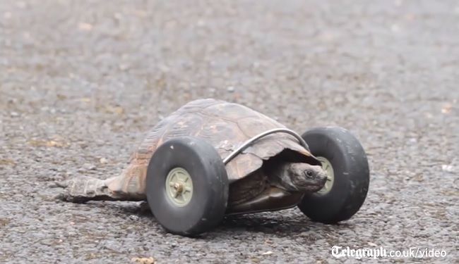 Video: Korytnačka s kolesami
