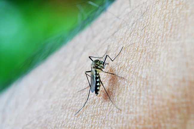 Podľa čoho si komáre vyberajú obete?