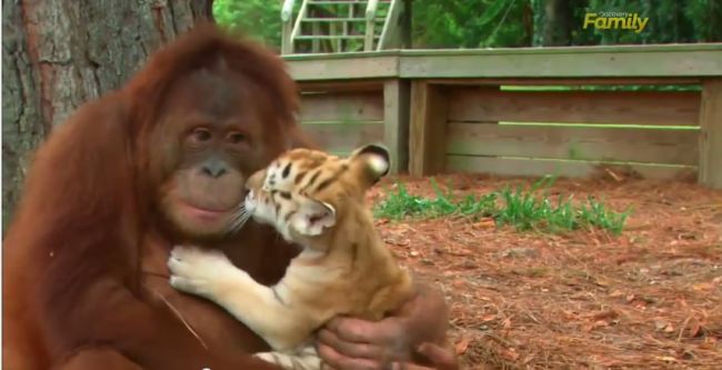Video: Orangutan sa stará o tigrie mláďatá