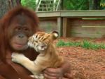 Video: Orangutan sa stará o tigrie mláďatá