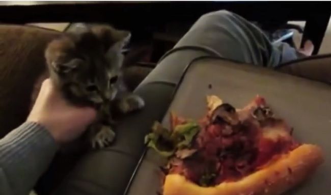 Video: Mačky, ktoré kradnú pizzu
