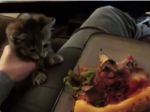 Video: Mačky, ktoré kradnú pizzu